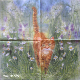 Rote Katze Avec