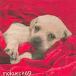 Hund 4-162