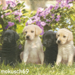 Hund - Dog - Chien