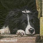 Hund Dog Chien