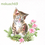 Katze 4-17