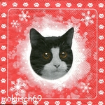 Katze 4-524 a CT