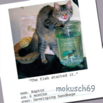 Katze 4-133 CT