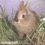 Hase 109
