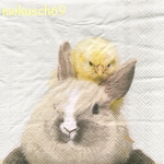 Hase 164 CT