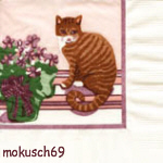 Suche Katze 30