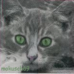 Suche Katze